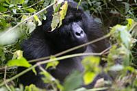 great silverback Mountain Gorilla, in the Bwindi National Park in Uganda.