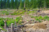 Charred remains bear witness to the ravages of a forest firre in North Idaho.