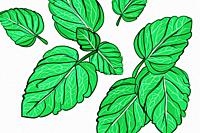 Illustrative image of mint leaf isolated. fresh mint leaves isolated on white background.
