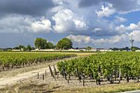 Vineyards near Margaux (Chateau Margaux), Bordeaux, Aquitaine, France.