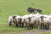 Sheep herd in National park Muranska Planina, Slovakia.