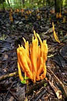 Golden Spindles (Clavulinopsis fusiformis) species of fairy club fungus - Brevard, North Carolina, USA.