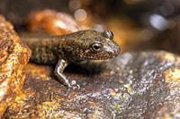 Blackbelly Salamander or Black-bellied Salamander (Desmognathus quadramaculatus) - Headwaters State Forest, near Brevard, North Carolina, USA.
