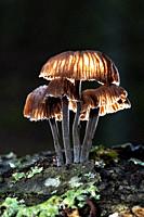 Illuminated cluster of tiny mushrooms growning on fallen tree trunk - Dupont Recreational State Forest, near Brevard, North Carolina, USA.