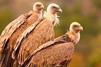Vulture (Gyps fulvus) in the Aragonese Pyrenees. Huesca.  The Eurasian vulture, also known as the white-rumped vulture or Gyps fulvus, is a large scav...