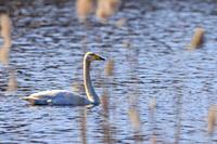 Whooper Swan(Cygnus cygnus) in water.