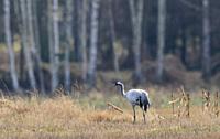 Common Crane (Grus grus) in field against blurred field agriculture remains, Podlaskie Voivodeship, Poland, Europe.