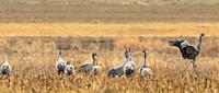 Common Crane (Grus grus) in field against blurred meadow, Podlaskie Voivodeship, Poland, Europe.