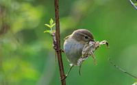 Willow warbler (Phylloscopus trochilus) holding dry leaf against fuzzy background, Bialowieza Forest, Poland, Europe.