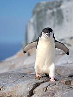 Chinstrap Penguin (Pygoscelis antarctica). Antarctica, Palmer Archipelago, Hydrurga Rocks.