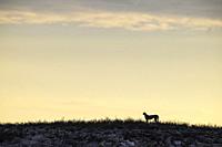 Cheetah (Acinonyx jubatus). On a rocky ridge. Kalahari Desert, Kgalagadi Transfrontier Park, South Africa.