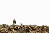 Cheetah (Acinonyx jubatus). On a rocky ridge. Kalahari Desert, Kgalagadi Transfrontier Park, South Africa.