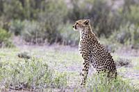 Cheetah (Acinonyx jubatus). Female. Looking out for prey. Kalahari Desert, Kgalagadi Transfrontier Park, South Africa.
