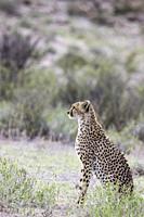 Cheetah (Acinonyx jubatus). Female. Looking out for prey. Kalahari Desert, Kgalagadi Transfrontier Park, South Africa.