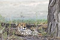 Cheetah (Acinonyx jubatus). Female. Resting. Kalahari Desert, Kgalagadi Transfrontier Park, South Africa.