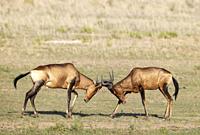 Red Hartebeest (Alcelaphus buselaphus caama). Fighting bulls. Kalahari Desert, Kgalagadi Transfrontier Park, South Africa.