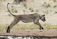 Lion (Panthera leo). Female. Jumping over the muddy part of a waterhole. Kalahari Desert, Kgalagadi Transfrontier Park, South Africa.