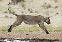 Lion (Panthera leo). Female. Jumping over the muddy part of a waterhole. Kalahari Desert, Kgalagadi Transfrontier Park, South Africa.