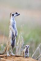 Suricate (Suricata suricatta). Also called Meerkat. Female with young at their burrow. On the lookout. Kalahari Desert, Kgalagadi Transfrontier Park, ...