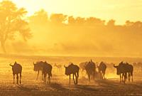 Blue Wildebeest (Connochaetes taurinus). Herd at sunrise. Behind them a group of springbok (Antidorcas marsupialis). Kalahari Desert, Kgalagadi Transf...