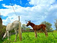 Mare with her colt in a meadow. Braojos de la Sierra, Madrid province, Spain.