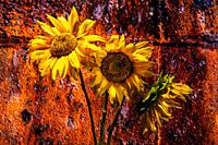 Sunflowers against the background of an old rusty iron.