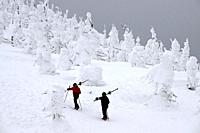 Snow covered trees atop Mount Zao at the Zao Ski Resort, Yamagata prefecture, Japan,Asia.