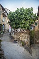 Gata, beautiful little town in Sierra de Gata, Caceres, Extremadura, Spain. Huge fig tree planted on a steep street.