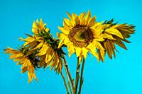 Bouquet of yellow sunflowers on a blue background. Colors and symbol of Ukraine.