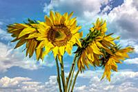 Bouquet of yellow sunflowers on a blue sky background. Colors and symbol of Ukraine.