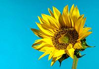 Yellow sunflower on a blue background. Colors and symbol of Ukraine.