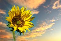 Sunflower flower against the dawn sky.