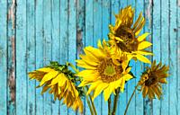 Sunflowers against the background of an old blue wooden fence.