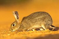 Europe, Spain, Province of Castilla-La Mancha, private property, European rabbit (Oryctolagus cuniculus) or coney (Oryctolagus cuniculus).