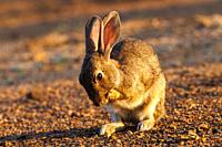 Europe, Spain, Province of Castilla-La Mancha, private property, European rabbit (Oryctolagus cuniculus) or coney (Oryctolagus cuniculus).