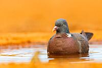Europe, Spain, Castilla, Penalajo, Common wood pigeon or common woodpigeon (Columba palumbus), on the ground, drinking and bathing n a water hole.