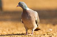 Europe, Spain, Castilla, Penalajo, Common wood pigeon or common woodpigeon (Columba palumbus), on the ground.