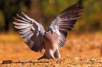 Europe, Spain, Castilla, Penalajo, Common wood pigeon or common woodpigeon (Columba palumbus),in flight.