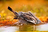 Europe, Spain, Castilla, Penalajo, Common wood pigeon or common woodpigeon (Columba palumbus), on the ground, drinking and bathing in a water hole.
