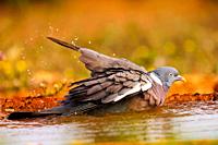 Europe, Spain, Castilla, Penalajo, Common wood pigeon or common woodpigeon (Columba palumbus), on the ground, drinking and bathing in a water hole.