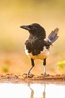 Europe, Spain, Castilla, Penalajo, European Magpie (Pica pica), on the ground, drinking from a waterhole.
