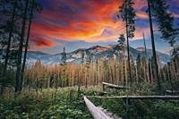 Sunset time, Hiking Trail In Summer Tatra Mountains Forest Landscape. Beautiful Scenic View In Sunset Time. UNESCO's World Network of Biosphere Reserv...
