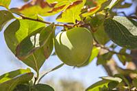 Green little apples in branch. Granny Smith variety. Vegas Altas del Guadiana plantations, Badajoz, Spain.