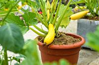 Growing yellow zucchini in plastic flower pots.