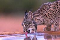 Europe, Spain, Province of Castilla-La Mancha, private property, Iberian Lynx or Spanish Lynx or Lynx pardelle (Lynx pardinus), drinking from a water ...