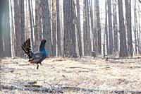 Asia, Mongolia, Tôv Province, Mongonmorit District, Dahurian Larch forest (Larix dahurica), Black-billed Capercaillie (Tetrao urogalloides formerly Te...