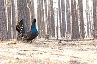 Asia, Mongolia, Tôv Province, Mongonmorit District, Dahurian Larch forest (Larix dahurica), Black-billed Capercaillie (Tetrao urogalloides formerly Te...
