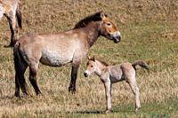 Asia, Mongolia, Hustai National Park, . Przewalski's horse or Mongolian wild horse or Dzungarian horse ( Equus przewalskii or Equus ferus przewalskii)...