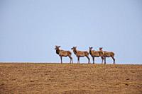 Asia, Mongolia, Hustai National Park, . Red deer (Cervus elaphus) in the mountain.