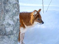 Dhole (Cuon alpinus), syn. asian wild dog, asiatic wild dog, red wolf, moutain wolf, whistling dog, during winter, enclosure. Europe, Finland, Ranua W...